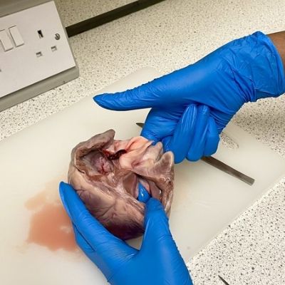9Science