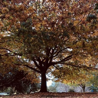 ElifENatureinAutumn